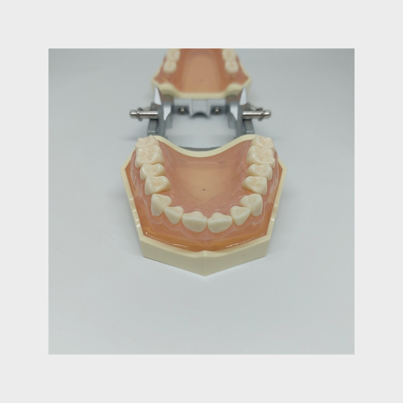 Studiemodel med Aftagelige Tnder 